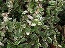Euonymus Fortunei